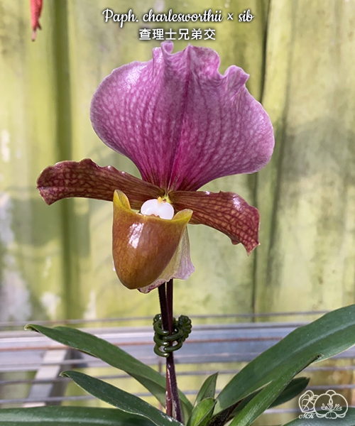 美琪園藝Miki Orchid - 品種庫